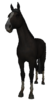 R2 horse experiment αντίγραφο.png