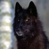 Siberian Wolf's Avatar