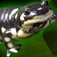 salamander's Avatar