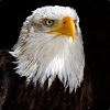 White_Eagle's Avatar