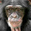 TheChimpanzee's Avatar