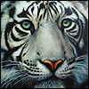 SilverTiger's Avatar