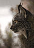Shadow Lynx's Avatar