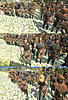 Click image for larger version. 

Name:	Genoese_peasants_B.jpg 
Views:	143 
Size:	912.0 KB 
ID:	330718