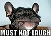Click image for larger version. 

Name:	french-bulldog-face-meme.jpg 
Views:	3 
Size:	69.1 KB 
ID:	364587
