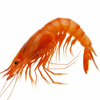 Mr Shrimp's Avatar