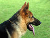 Alsatian's Avatar