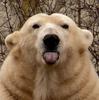 CleverPolarBear's Avatar