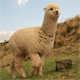 alpaca's Avatar