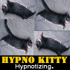 Hypno Kitty's Avatar